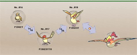 pidgeot evolution level|when does pidgeotto learn fly.